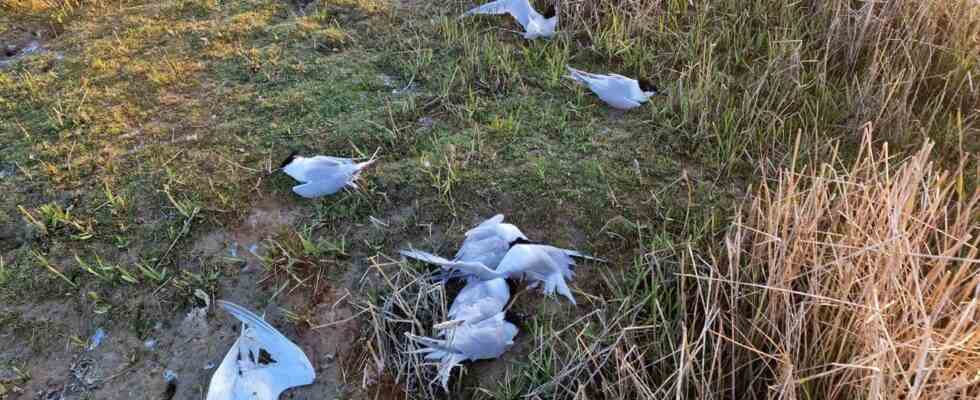 Vogelgrippe unter Wildvoegeln kursiert weiter Was ist los JETZT