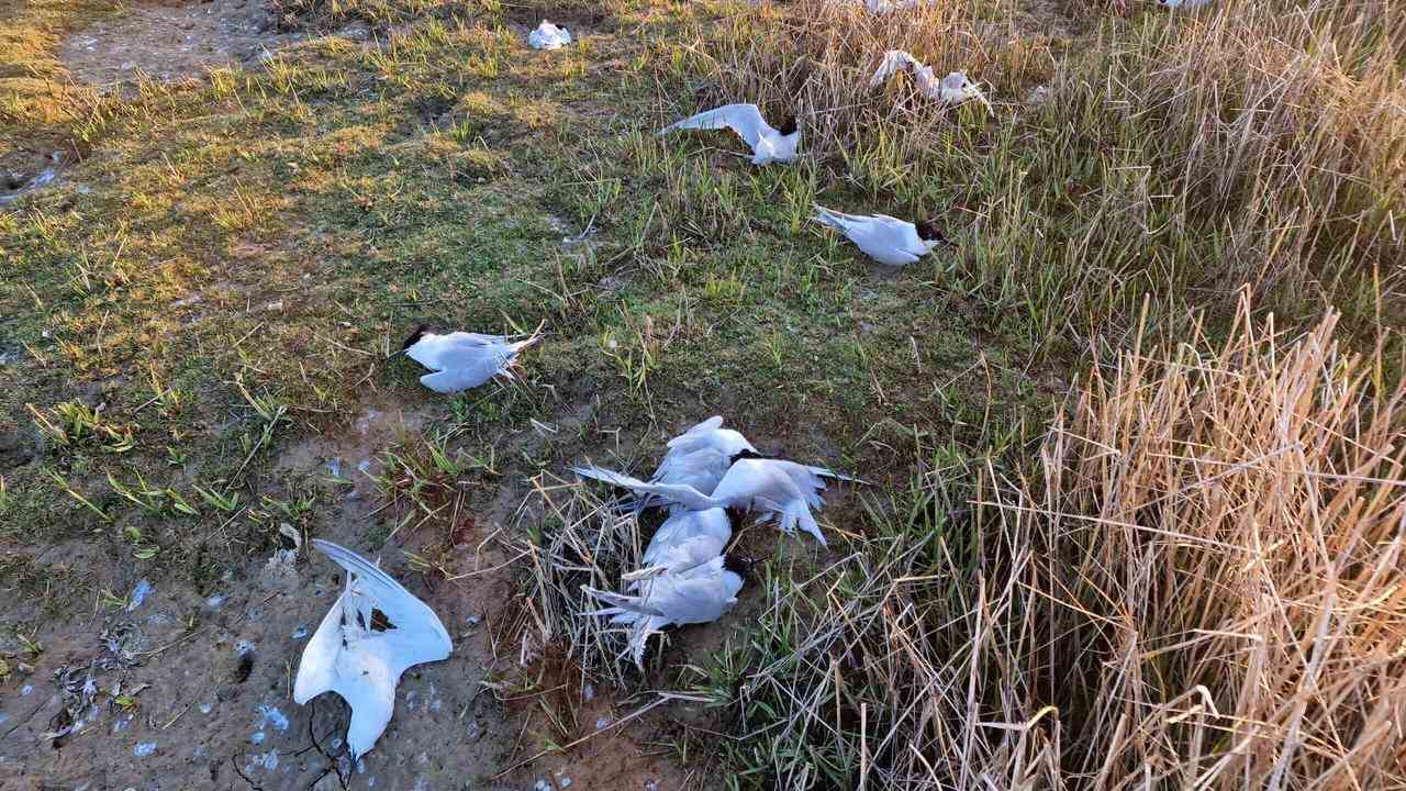 Tausende Brandseeschwalben starben im Juni an der niederländischen Küste an der Vogelgrippe.