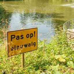 Keine Fahrt mit selbstgebauten Floessen in Nieuwegein kolk wegen Blaualgen