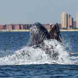 Wale zurueck in New York nachdem der Hafen gesaeubert wurde