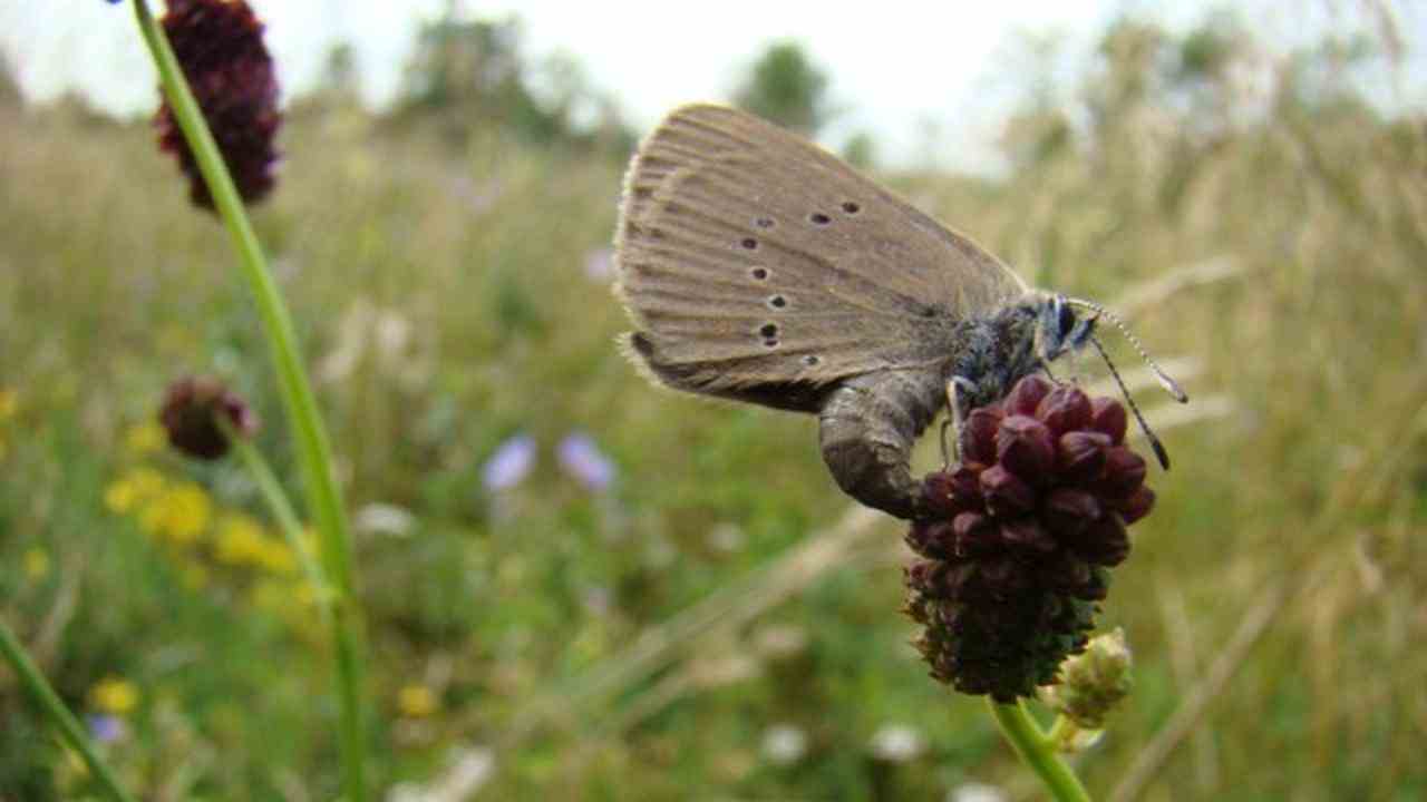 Ein dunkler Pimpernel legt ein Ei auf die Blüte des großen Pimpernels, von dem die Art abhängig ist.