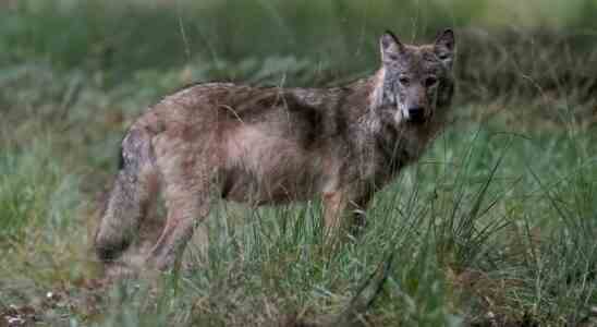 Besorgnis ueber einen Wolf der sich Menschen in Hoge Veluwe