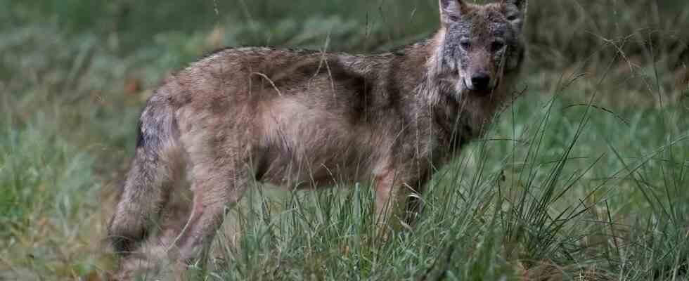 Besorgnis ueber einen Wolf der sich Menschen in Hoge Veluwe