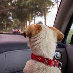 Hunde oder Katzenhaare im Auto Auf diese Weise koennen Sie