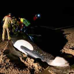 Orca der in Cadzand an Land gespuelt wurde war schwer