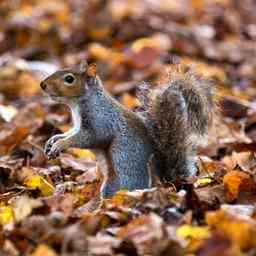 Woechentliche Wettervorhersage Wechselndes Herbstwetter unterwegs nach einem schoenen Ende Oktober