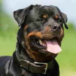 11 Monate altes Kind das von Rottweiler gebissen wurde ist