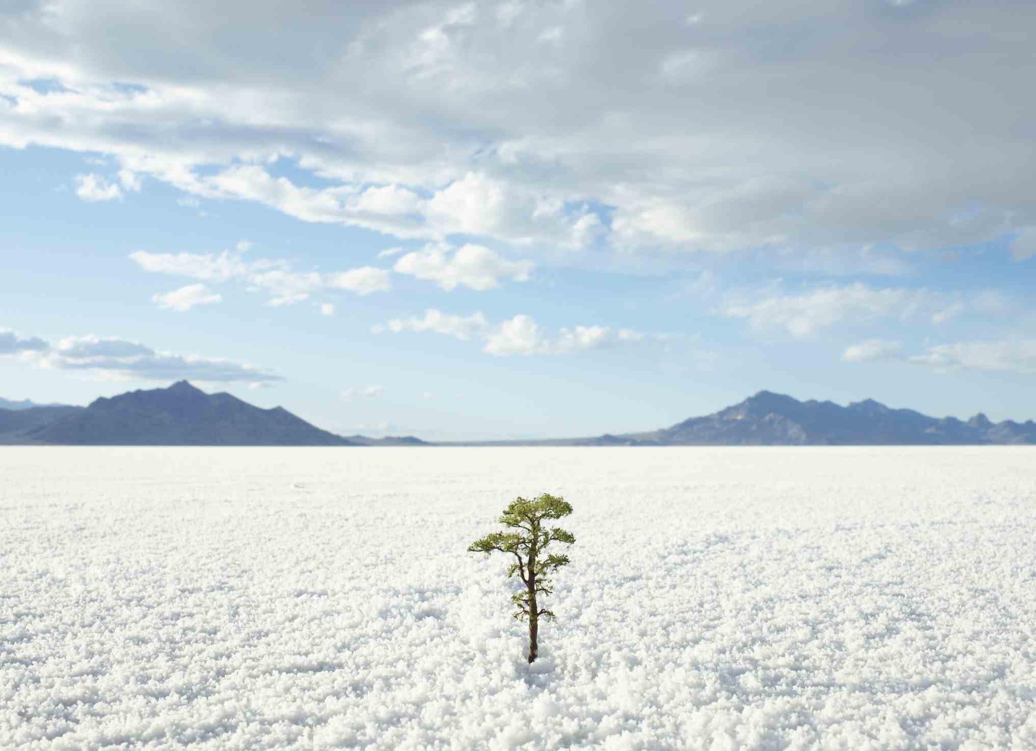 Kleiner Baum, der auf Salzebenen wächst