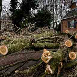 Almelo Bewohner erhalten brandneue Baeume fuer ihren Wald oder Hof