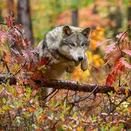 Die Provinz Gelderland darf vorerst keinen zahmen Wolf mit einer