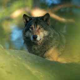 Gelderland schliesst schwere Verletzungen fuer Wolf beim Schiessen mit einer