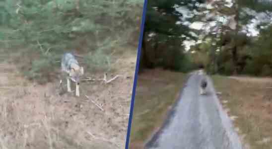 Gelderland sieht nach Gerichtsurteil keinen Weg zahmen Wolf zu vertreiben