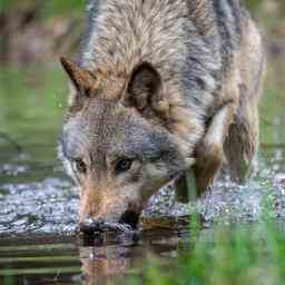 Midterms in den USA Shooting Wolf mit Paintball Pistole