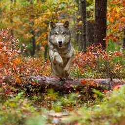 Provinz Gelderland wird Wolf auf Hoge Veluwe mit Paintball Pistole erschiessen