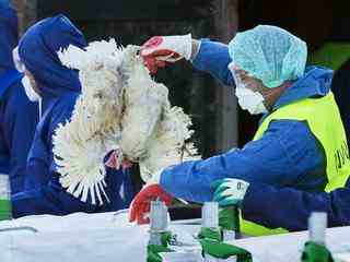 Sehr selten erkranken Menschen auch an der Vogelgrippe So kann