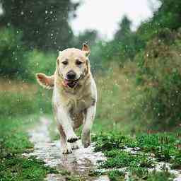 Wettervorhersage Regentag mit niedrigen Temperaturen im Norden Innere