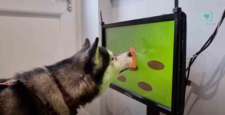 Wii Eher wie Woof da Videospiele fuer Hunde zu einer