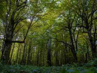 We planten massaal verkeerde bomen en dat bedreigt de Nederlandse natuur