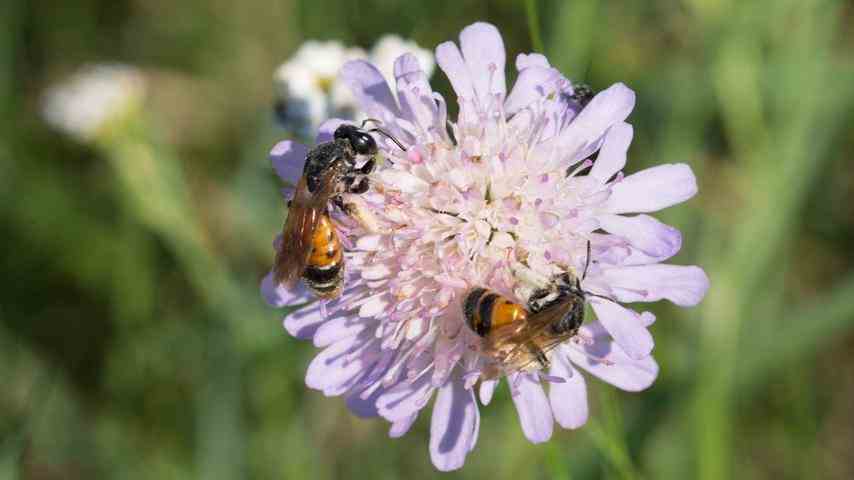 1671254448 391 Wie bekommen die Niederlande ihre Insekten zurueck Hecken Ufer und