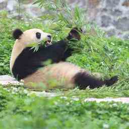 Pandajunges Ouwehand entpuppt sich nicht als Junge sondern als Maedchen