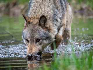 Nederlandse natuur kan opbloeien als we leren samenleven met de wolf