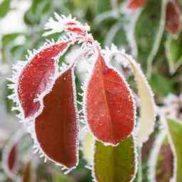 So koennen Sie Frostschaeden im Garten vorbeugen Leben