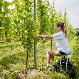 Wein aus der Betuwe erhaelt wie Champagner einen Schutzstatus