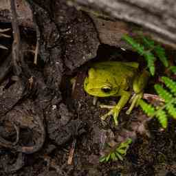 Welt einig bei Biodiversitaet 30 Prozent der Erde muessen geschuetzt