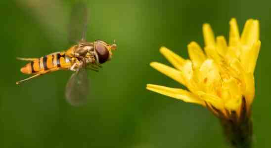 Wie bekommen die Niederlande ihre Insekten zurueck Hecken Ufer und