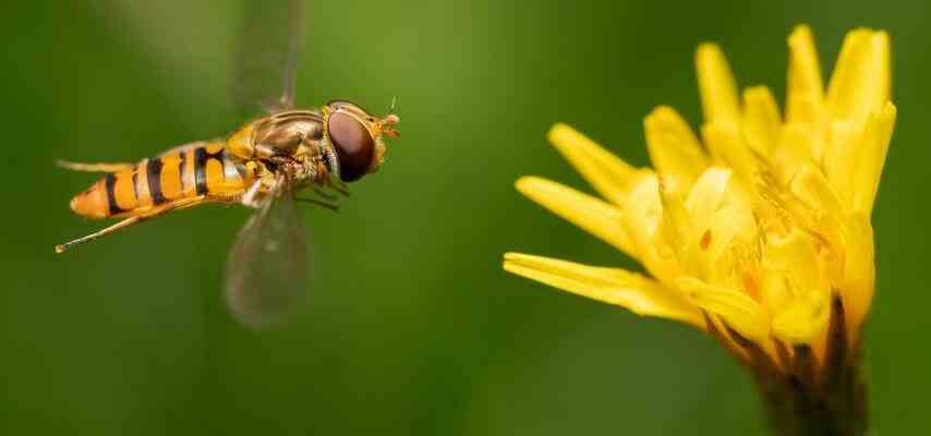 Wie bekommen die Niederlande ihre Insekten zurueck Hecken Ufer und