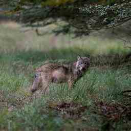 Wolf jetzt auch in Nimwegen gesichtet Nimwegen