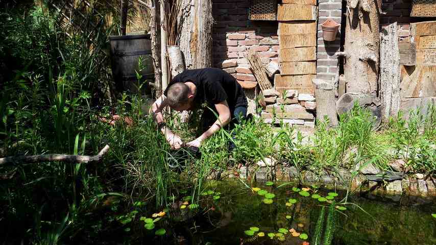 1673930834 948 Blaetter Staengel und Wildpflanzen So sieht ein wirklich insektenfreundlicher Garten