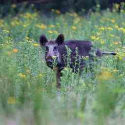 Gemeinde Limburg Wegen aggressiver Wildschweine nicht in Naturschutzgebiete kommen