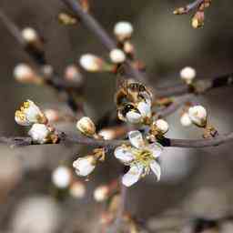 Mildes Wetter kann Bienen Wespen und Schmetterlinge im Sommer reduzieren