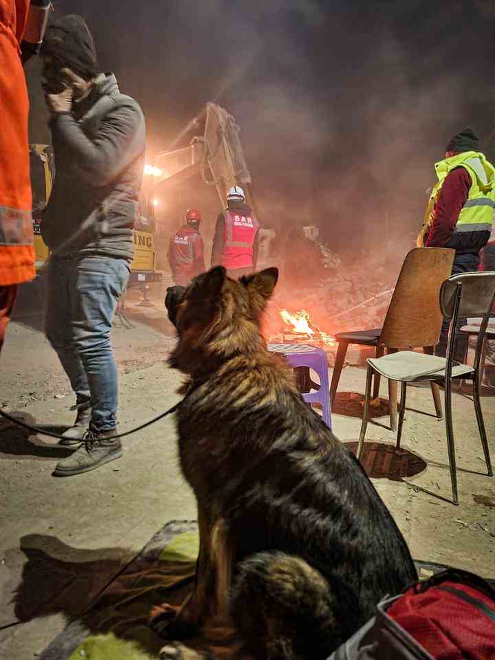 1676863852 400 Nur einen Tag zurueck aus der Tuerkei springt der Rettungshund