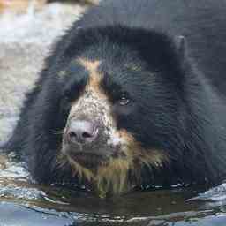 Baer entkommt zweimal im Monat aus US Zoo Im Ausland