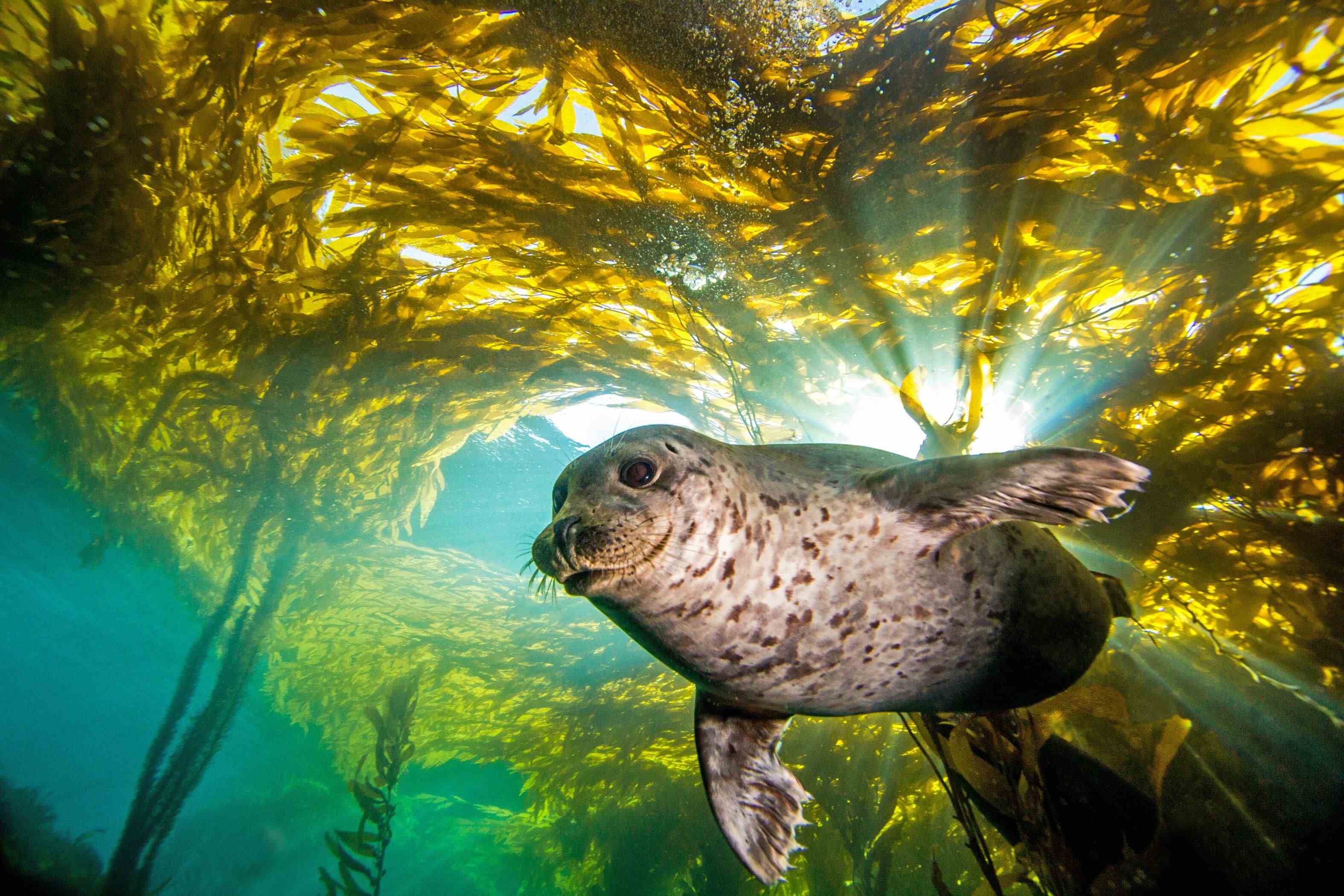 ein Bild eines Seelöwen, der im Seetang im Ozean schwimmt