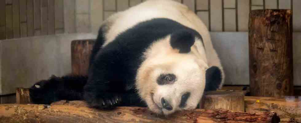 Japan verabschiedet sich von vier Pandas die nach China zurueckkehren