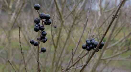 Mehr als eine Million „falsche Baeume in diesem Winter in