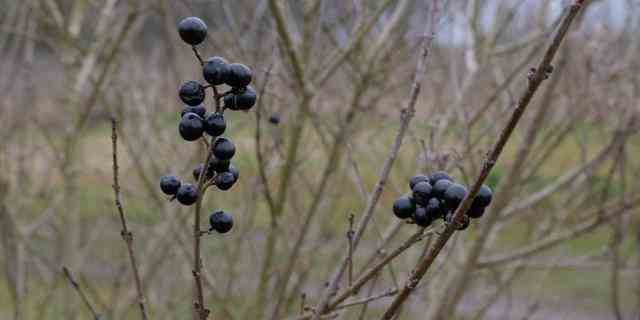 Mehr als eine Million „falsche Baeume in diesem Winter in