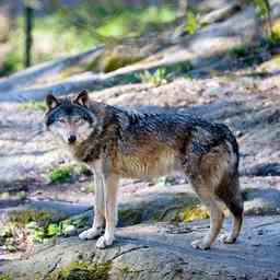 Schwedische Jaeger toeten 54 Woelfe trotz negativer Ratschlaege von Wissenschaftlern