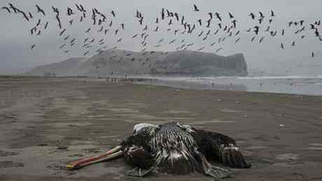 WHO schlaegt Alarm wegen Vogelgrippe — World