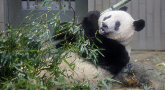 Warum nimmt China seine „begabten Pandas zurueck