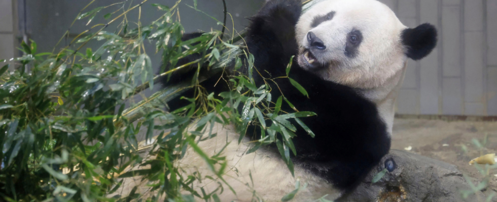 Warum nimmt China seine „begabten Pandas zurueck