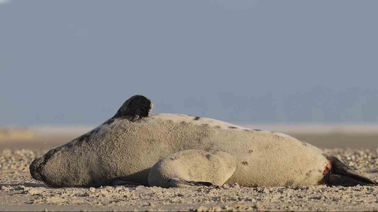 Beeld uit video: Zeldzaam beeld: klapmuts zoogt jong op Vlieland