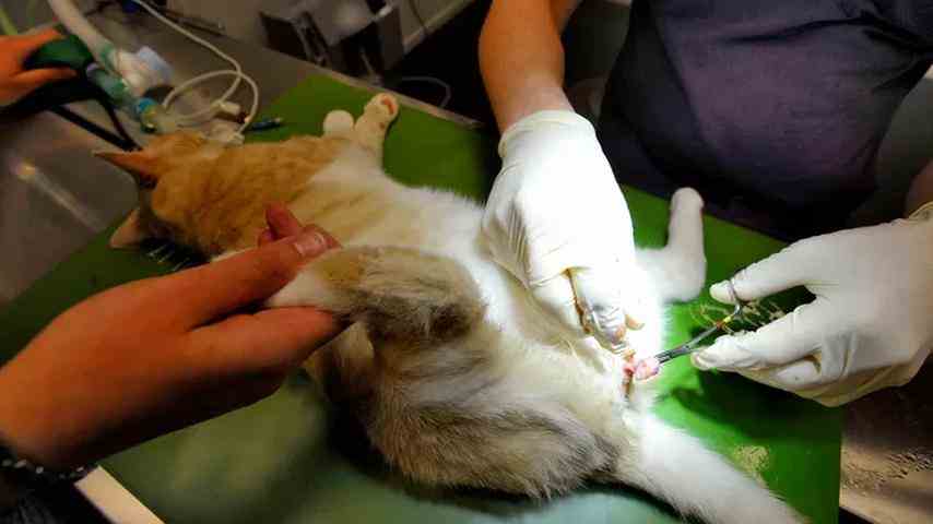 1680137704 364 Fruehlingsgefuehle gehen schief Kater laufen zu Tode Aus anderen