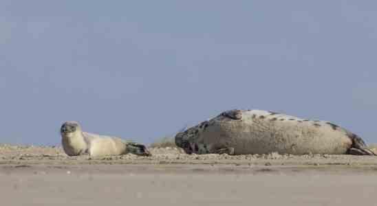 Am Strand von Vlieland geborene Klapmuts „Mit einem Kopf wie