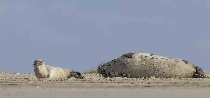 Am Strand von Vlieland geborene Klapmuts „Mit einem Kopf wie