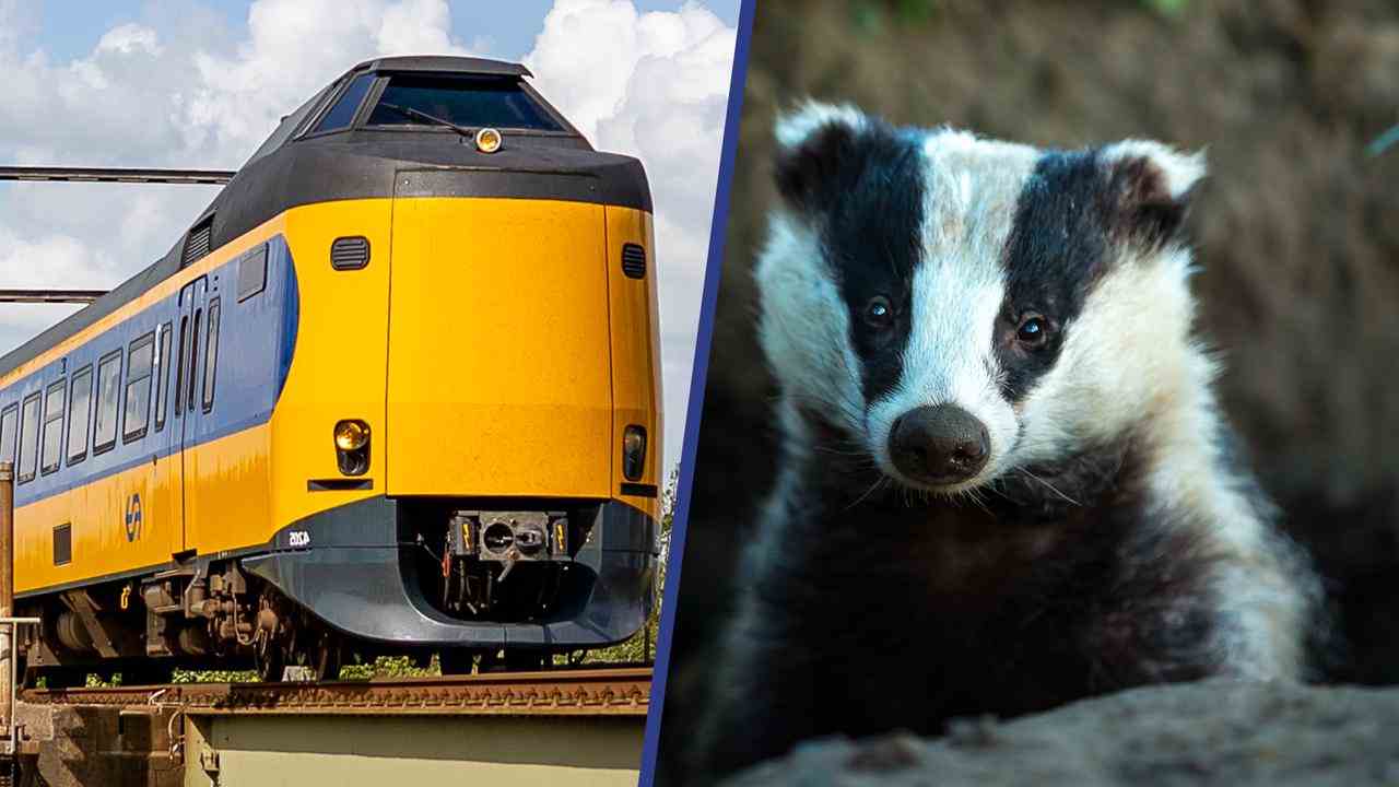 Beeld uit video: Waarom het lang duurt om de dassenburcht onder het spoor weg te halen