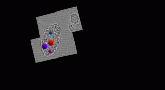 Mit dieser Gehirnkarte sind wir der totalen Fruchtfliegensimulation einen Schritt